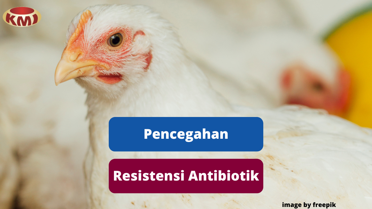 Ketahui Upaya Mencegah Resistensi Antibiotik Pada Ayam Broiler
